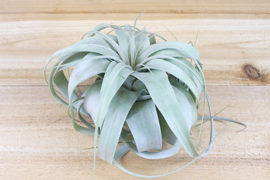 large tillandsia xerographica air plant