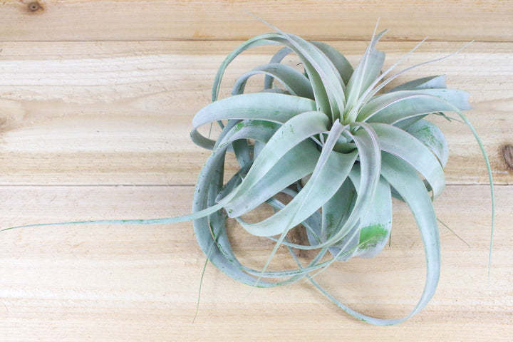 medium tillandsia xerographica air plant