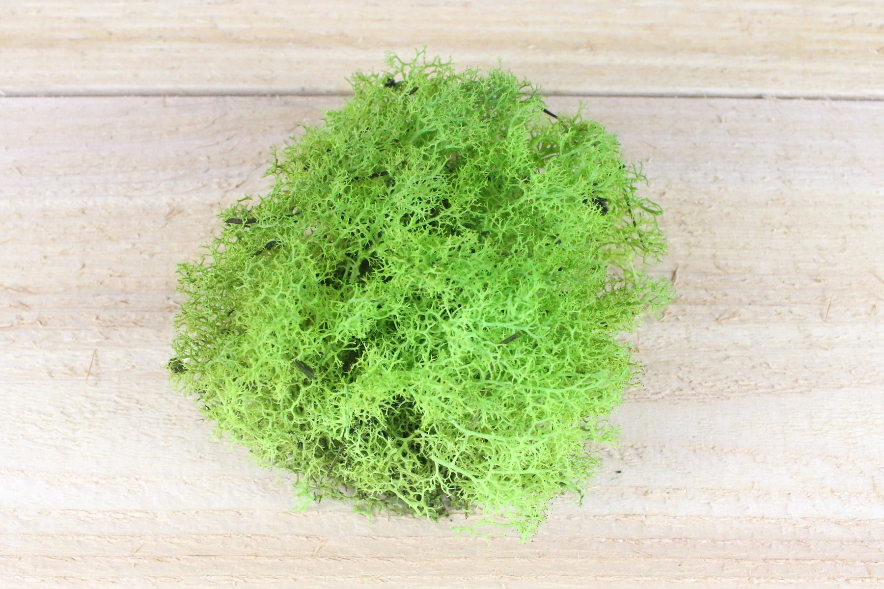 Chartreuse Reindeer Moss for Tillandsia Air Plants Terrariums – Air ...