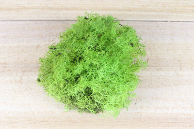 preserved green reindeer moss