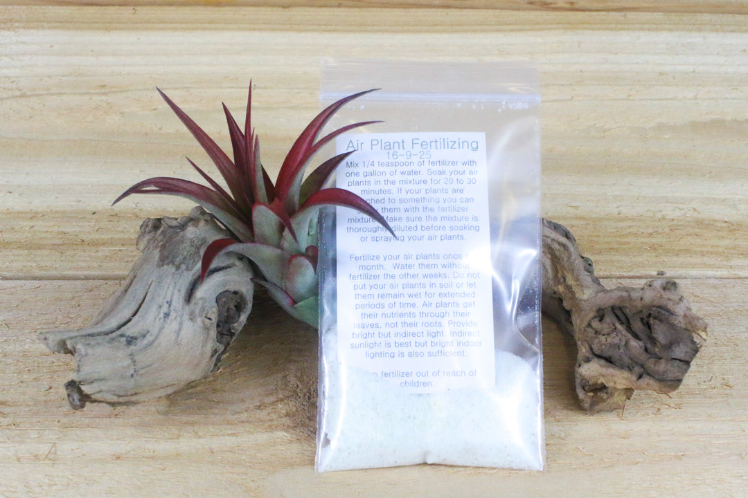 powder concentrate tillandsia air plant fertilizer and tillandsia red abdita air plant