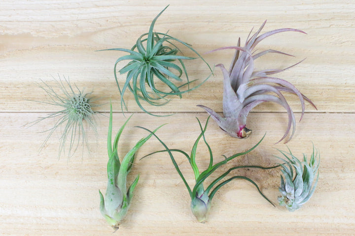 five assorted tillandsia air plants