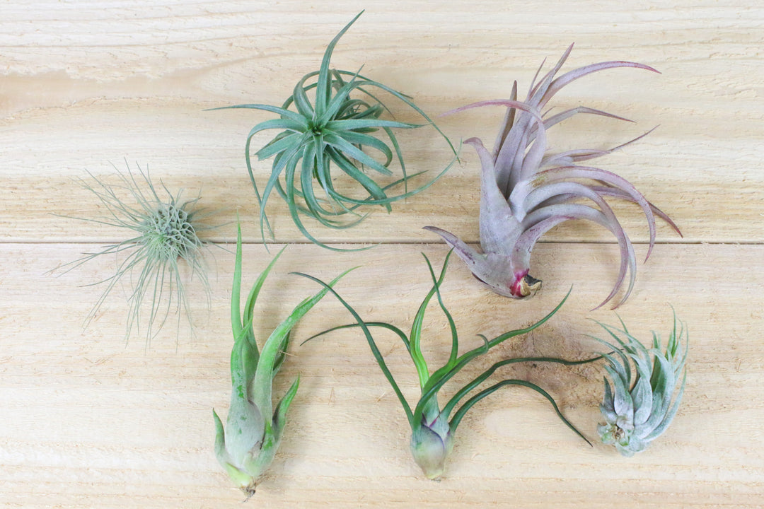 five assorted tillandsia air plants