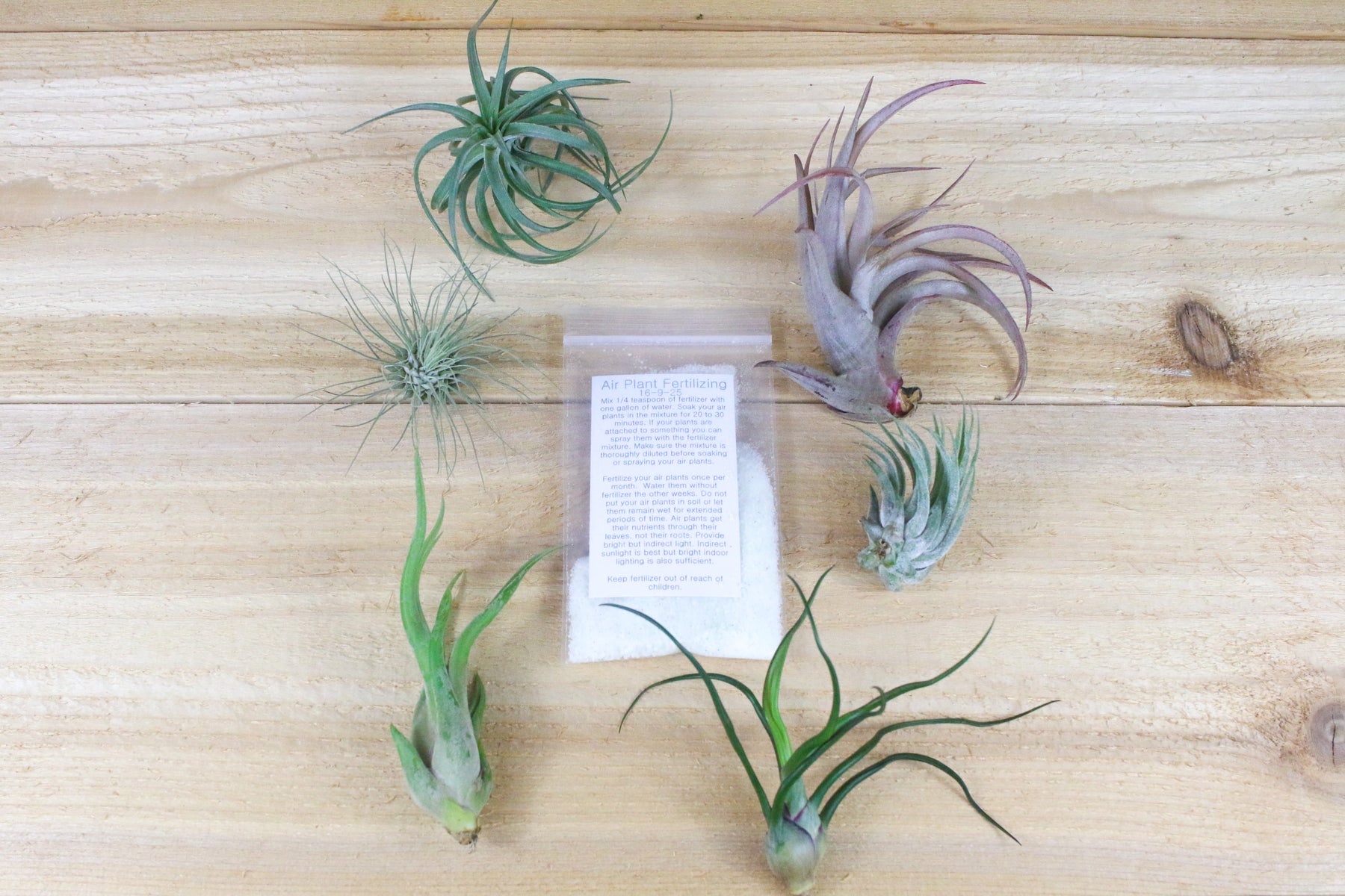 bromeliad fertilizer air plant Wholesale Grow More Tillandsia Air Plant Fertilizer – Air Plant Shop