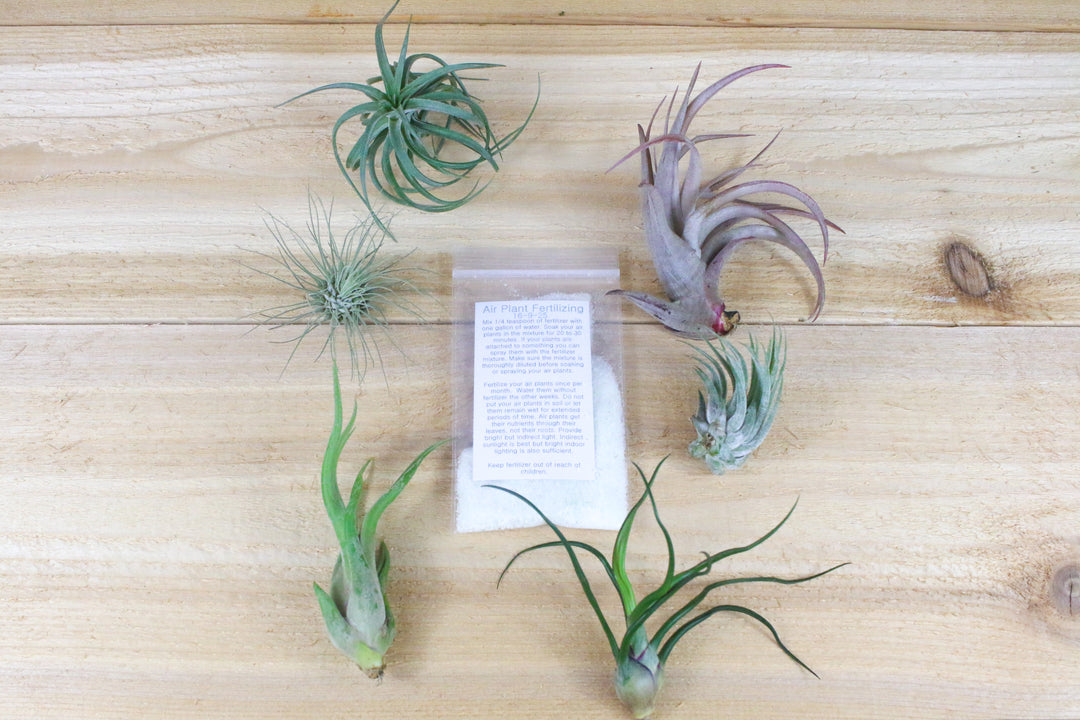 5 assorted tillandsia air plants and fertilizer packet