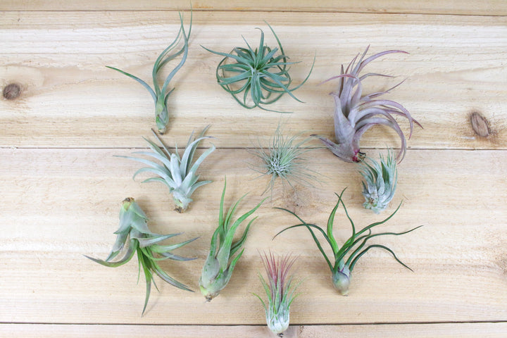 10 assorted tillandsia air plants