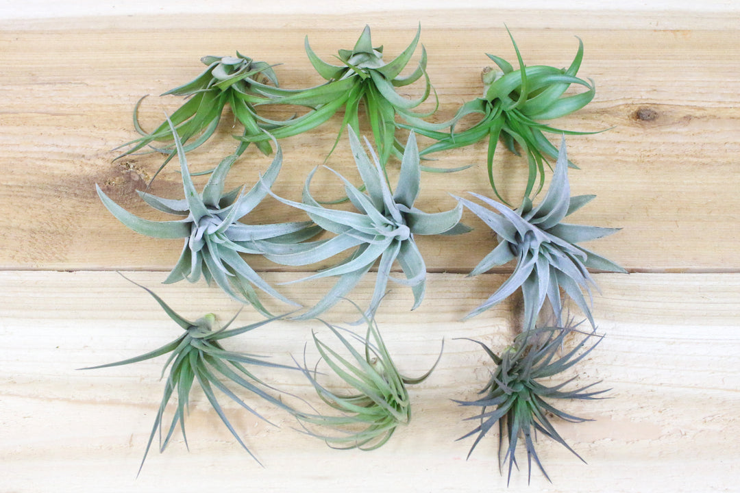 Tillandsia abdita, harrisii and tenuifolia air plants