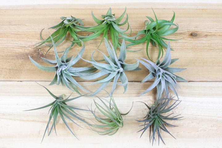 Tillandsia abdita, harrisii and tenuifolia air plants