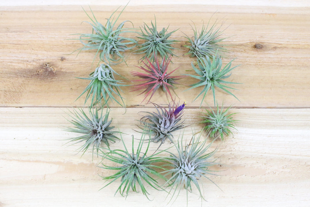 tillandsia ionantha guatemala air plants