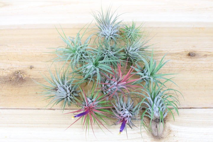 Tillandsia Ionantha Guatemala Air Plants Blushing and Blooming