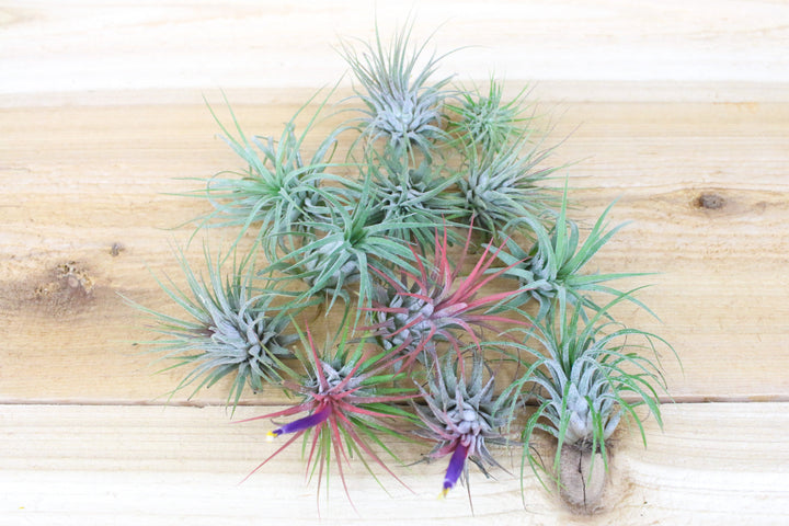 12 tillandsia ionantha guatemala air plants