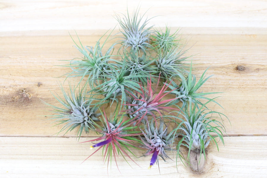 blushing and blooming tillandsia ionantha guatemala air plants