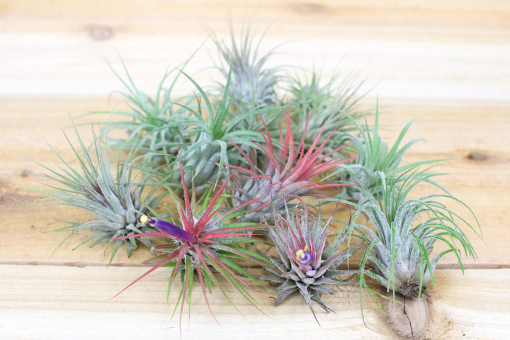 blushing and blooming tillandsia ionantha guatemala air plants