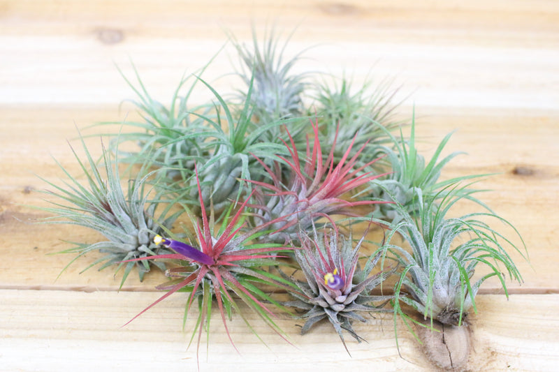 tillandsia ionantha guatemala air plants in various stages of blush and bloom