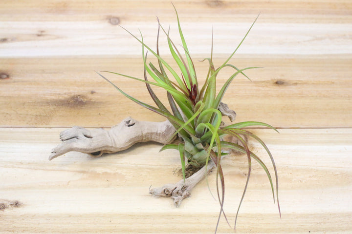 Tillandsia Sparkler Air Plant