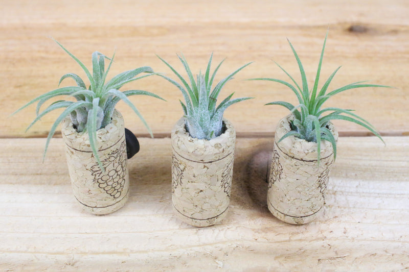 wine corks with magnets and tillandsia ionantha air plants