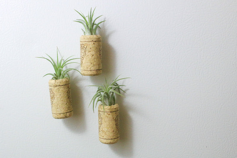 three wine corks with magnets and ionantha air plants on a fridge