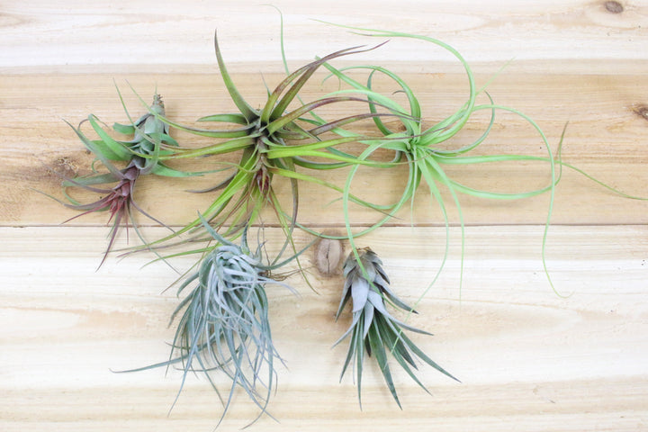 Tillandsia Streptophylla, Sparkler, Heather's Blush, Stricta and Fasciculata Air Plants