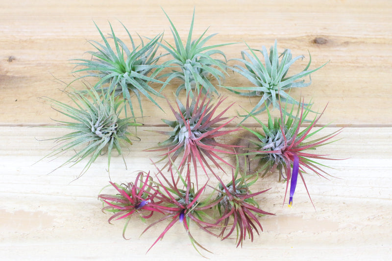 blushing and blooming assorted tillandsia ionantha air plants