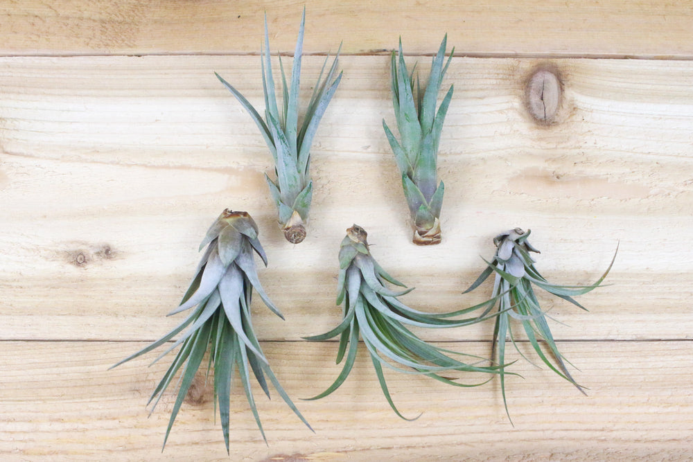 5 tillandsia fasciculata air plants