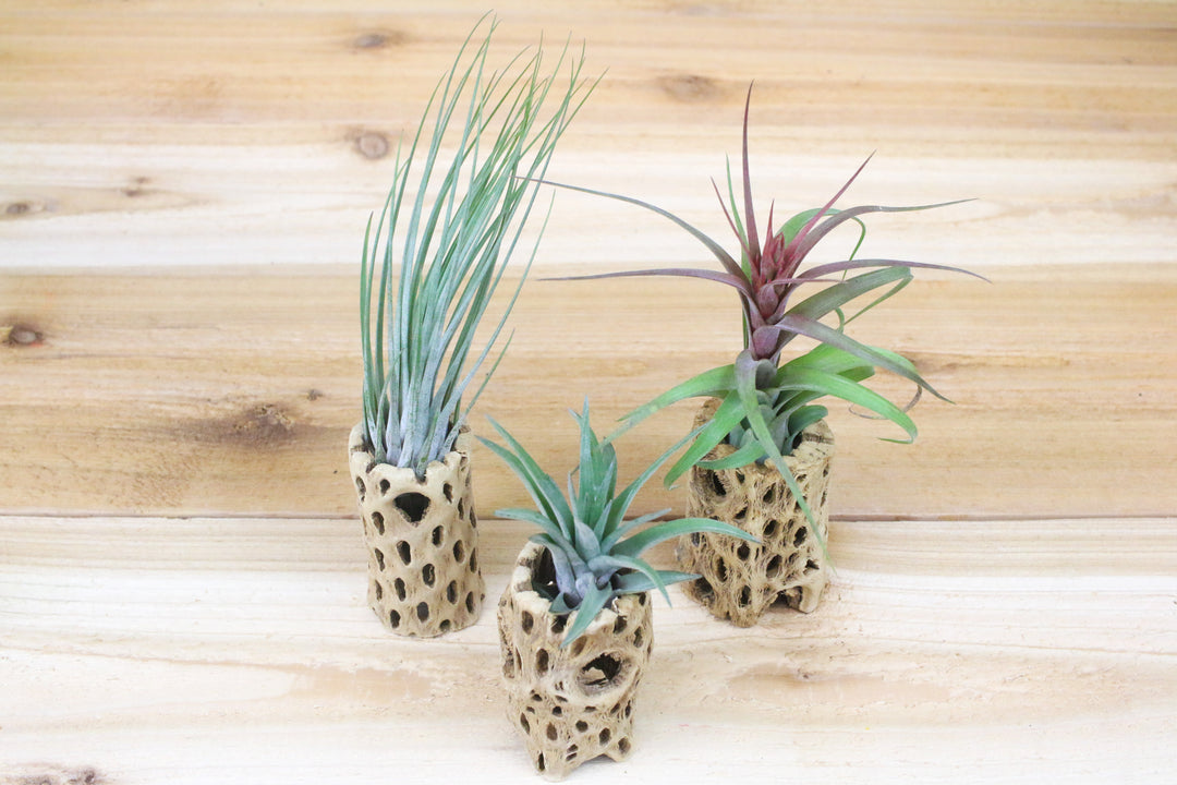 Three Cholla with Tillandsia Juncea, Sparkler and Velutina Air Plants 