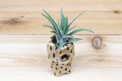 3 inch cholla wood container and tillandsia velutina air plant