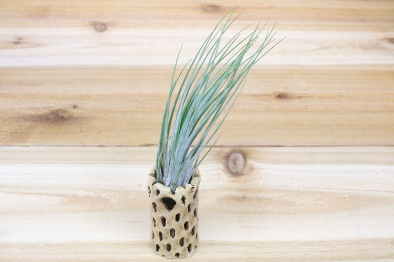 6 inch cholla wood container and tillandsia juncea air plant