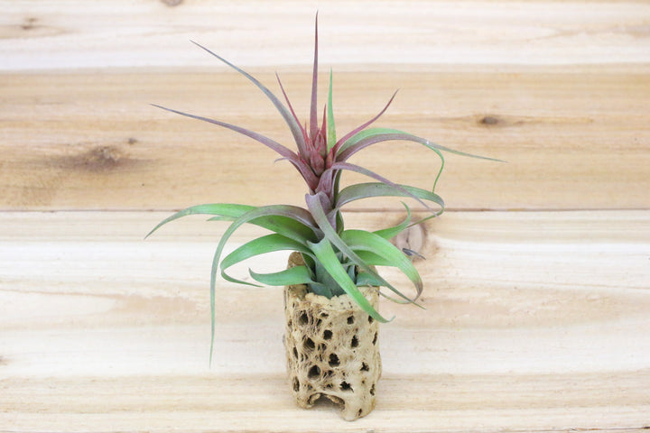 3 inch cholla wood container with blooming tillandsia streptophylla hybrid air plant