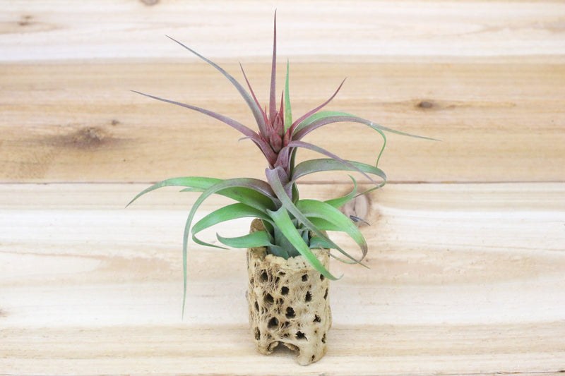 3 inch cholla wood container with blooming tillandsia streptophylla hybrid air plant