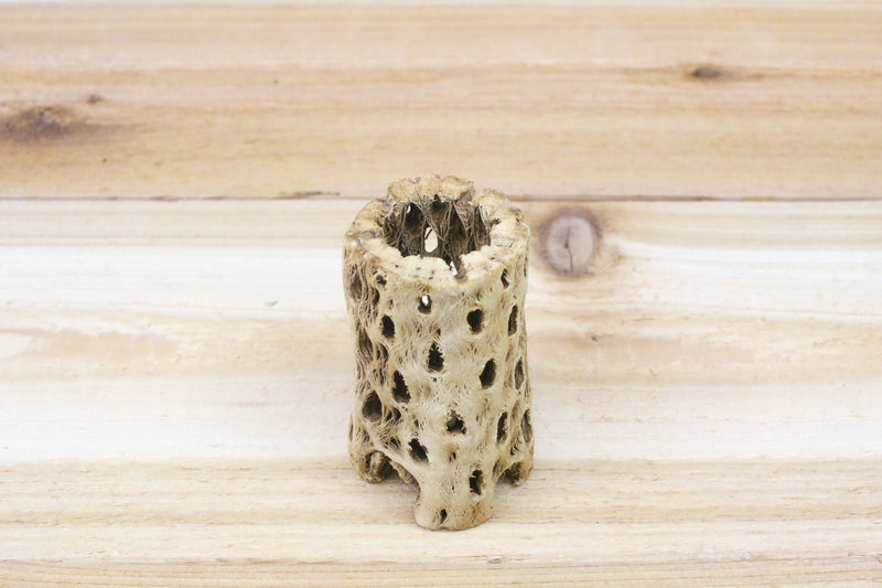 three inch cholla container