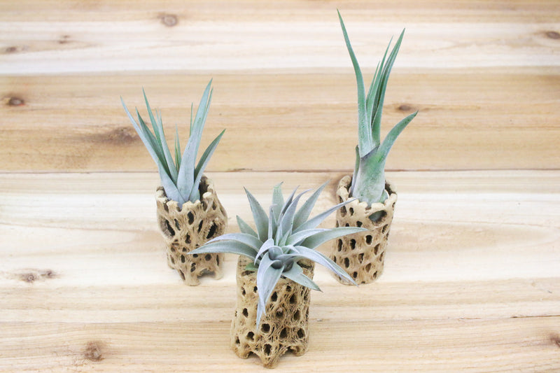 three 6 inch cholla wood containers and assorted tillandsia air plants