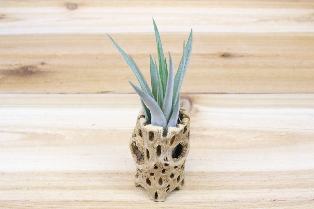 3 inch cholla wood container with tillandsia fasciculata air plant