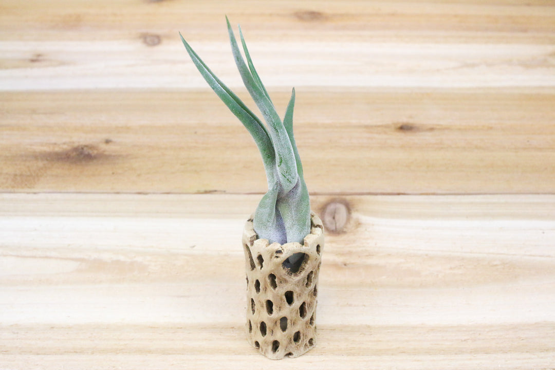 3 inch cholla wood container and tillandsia caput medusae air plant