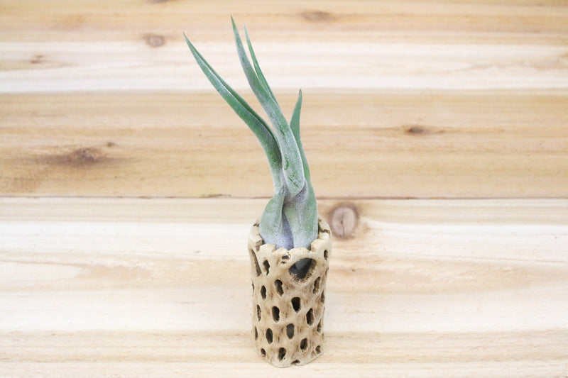 3 inch cholla wood container with tillandsia caput medusae air plant