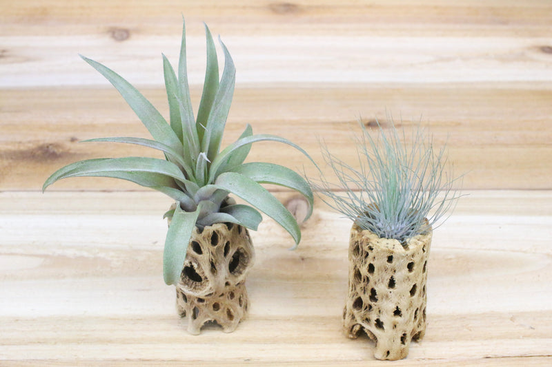 two three inch cholla containers and assorted tillanndsia air plants
