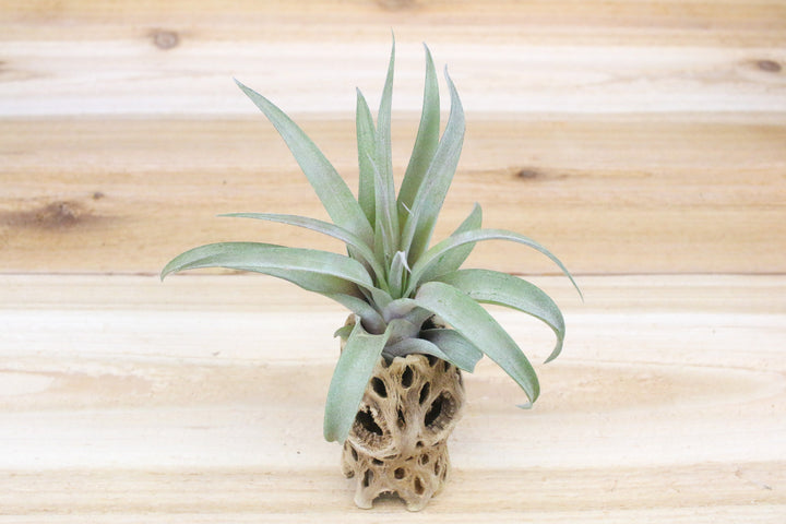 3 inch cholla wood container with tillandsia capitata peach air plant