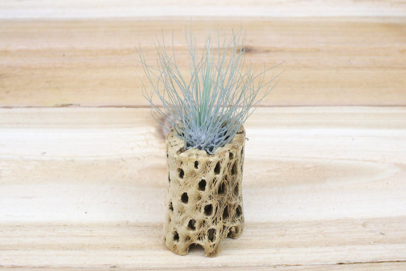 3 inch cholla wood container with tillandsia argentea thin air plant