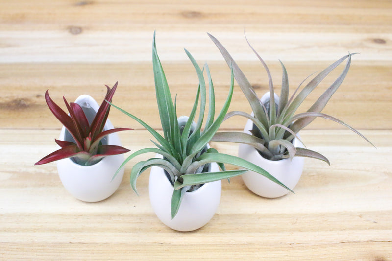 three small ivory ceramic vases with assorted tillandsia air plants