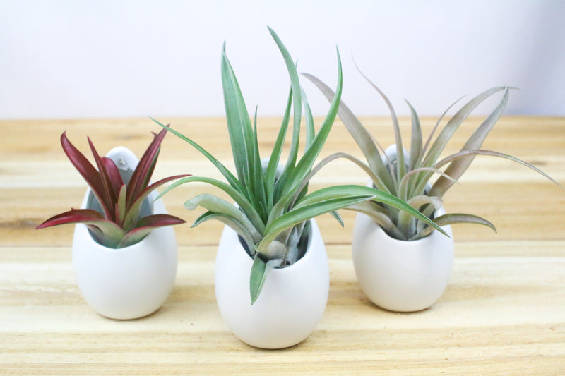 Three Small Ivory Ceramic Containers with Tillandsia Red Abdita, Green Abdita and Capitata Peach Air Plants