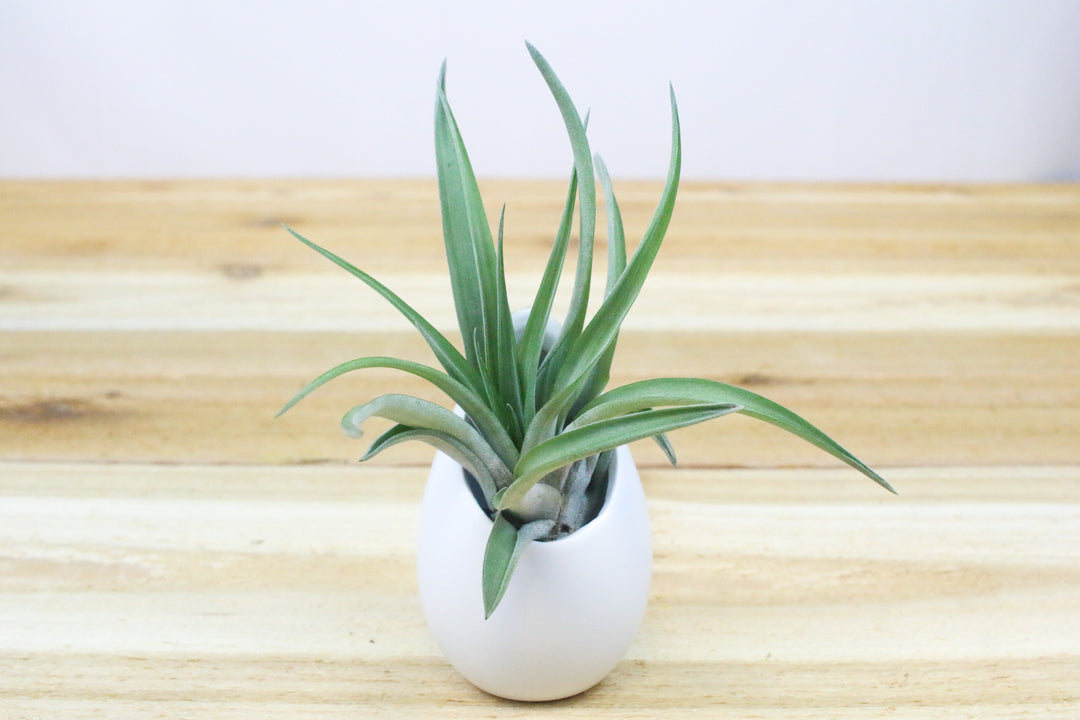 Small Ivory Ceramic Container with Tillandsia Green Abdita Air Plant