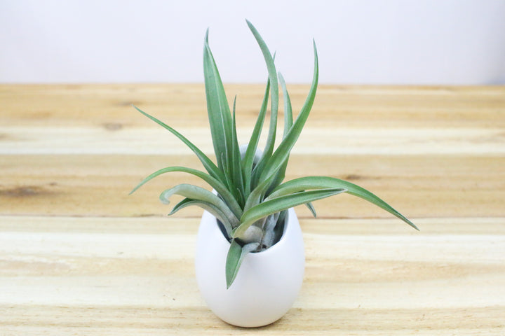 small ivory ceramic vase with tillandsia abdita air plant