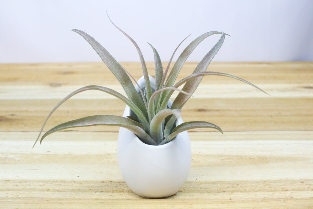 small ivory ceramic vase with tillandsia capitata peach air plant