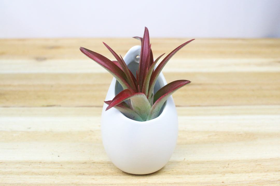 small ivory ceramic vase with tillandsia red abdita air plant