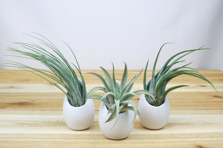 Three Ivory Ceramic Containers with Tillandsia Juncea, Harrissi and Caput Medusae Air Plants