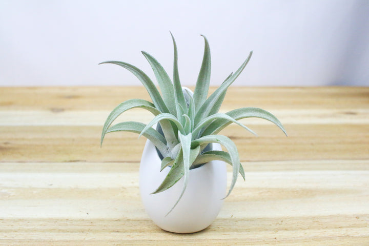 large hanging ivory ceramic container with tillandsia harrisii air plant