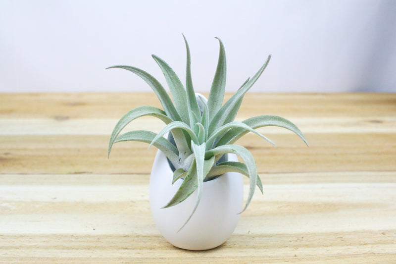 large hanging ivory ceramic container with tillandsia harrisii air plant