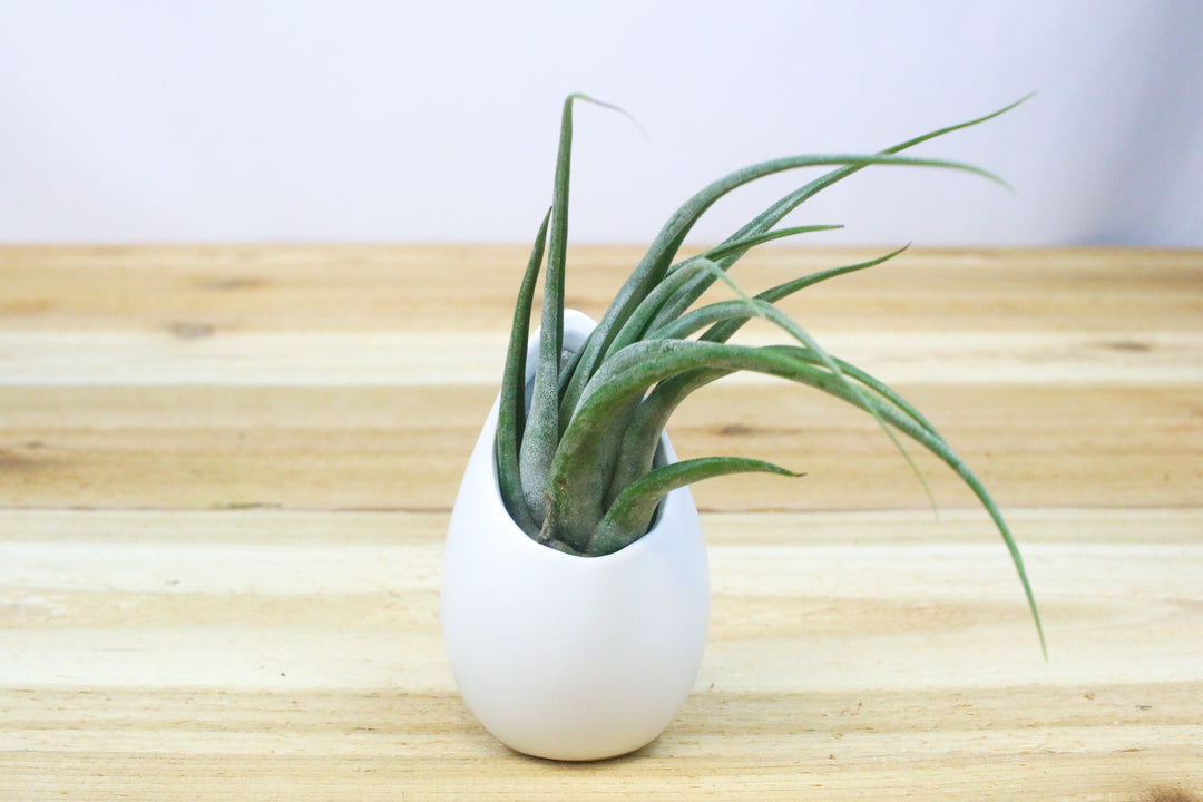 Large Ivory Ceramic Container with Tillandsia Circinata Air Plant