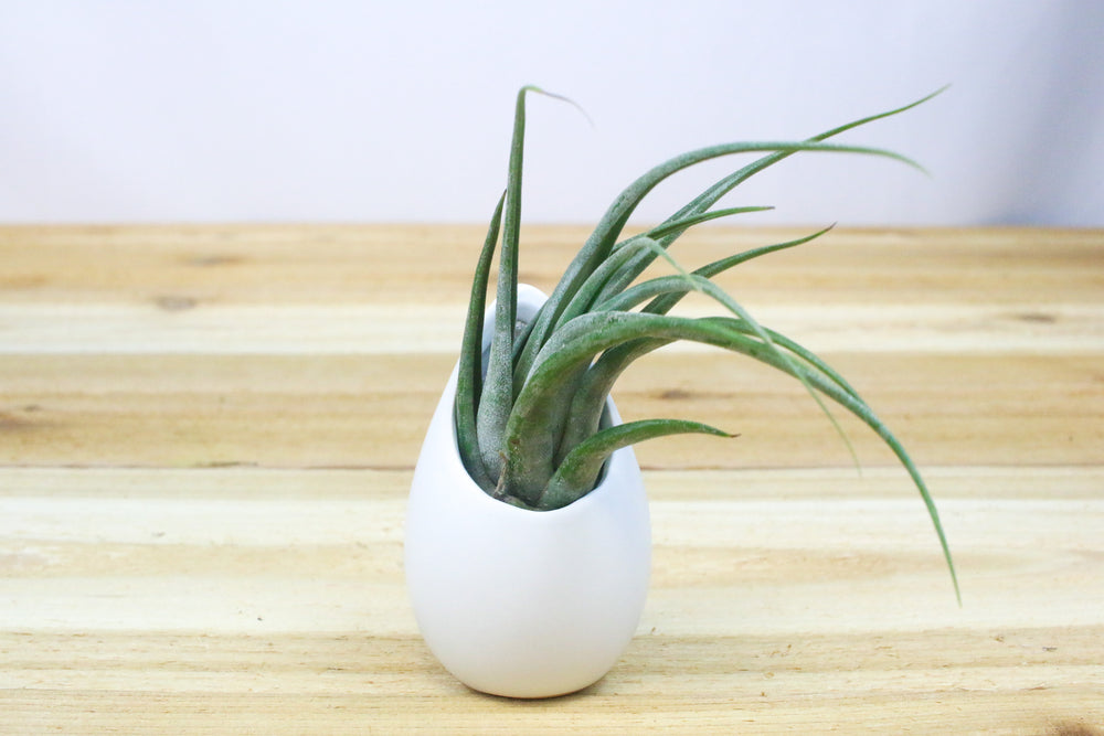 large hanging ivory ceramic container with tillandsia circinata air plant