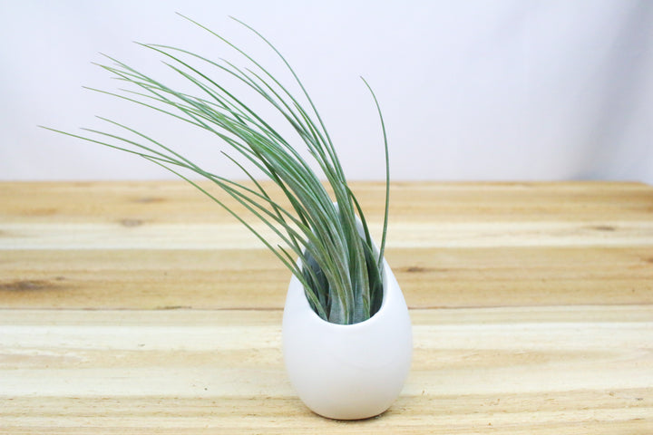 Small Hanging Ivory Ceramic Container with Custom Tillandsia Air Plant