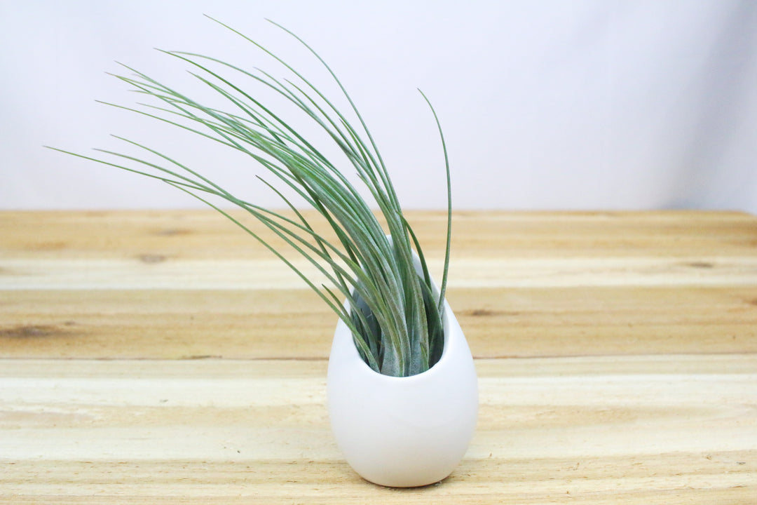 small ivory ceramic vase with tillandsia juncea air plant